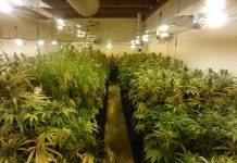 Coltivava marijuana in casa, sequestrate 316 piante