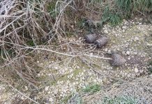 Arbusti piantati e rubati, furto vandalico al Parco del Mincio