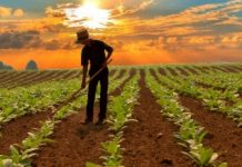 Forattini (Pd): “Agriturismi, il testo è migliorato” agricoltura