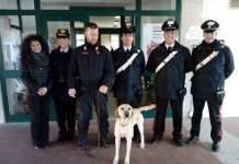 Controlli anti droga nelle scuole a Poggio: “maria” negli zaini degli studenti cinofili poggio