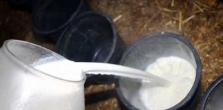 Accordo sul prezzo del latte, Confagricoltura: 47 centesimi al litro e tregua di tre mesi nel Nord Italia latte10