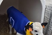 Gelo in arrivo: cappottini per i vitellini mucche