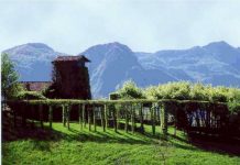 Mazzali (Fd’I): aiuti per manutenzione dei roccoli roccoli3