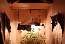 Mini-serra di “maria” nell’armadio: denunciati due studenti