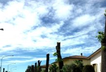 I tigli di via Roma senza pace Minoranza pronta all’esposto tigli1