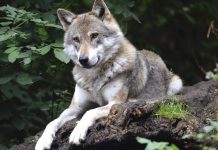 A San Martino si parla del lupo, tra favole e realtà