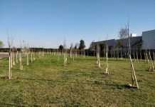 Uno per ogni nato: ecco a Porto i 620 nuovi alberi