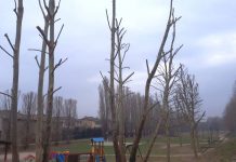 Parchi e strade in sicurezza con potature e sfalci del verde