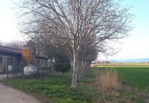 Sterpaglie in fiamme in località Cornalino, paura per alcune abitazioni