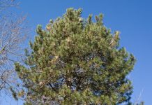 Allarme processionaria: nei comuni della Bassa si corre ai ripari