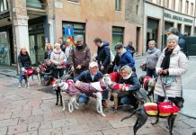 Levrieri in passerella in centro