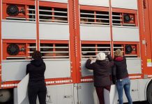 L’estremo saluto ai maiali davanti alla Mec Carni