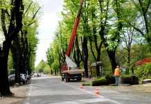 La rotatoria Esselunga parte con il taglio di 7 alberi