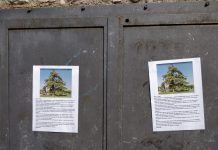 Castiglione, cedro abbattuto, spuntano i volantini polemici: “Perché il taglio?”