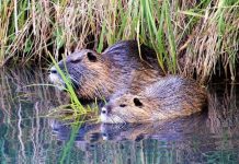 Contenimento nutrie: la provincia di Mantova fa scuola
