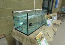 Dai fossi all’acquario: a Roncoferraro la mostra sul pesce locale