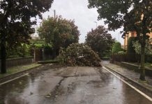 Castiglione, alberi abbattuti dal forte vento. Tanti gli interventi dei vigili del fuoco