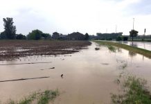 Mazzata sull’agricoltura, dal maltempo danni per 6 milioni