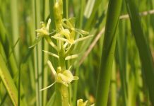 Scoperta nelle valli del Mincio una specie rara di orchidea
