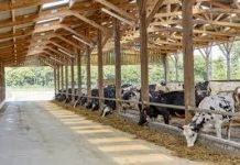 Caldo record, cala la produzione di latte nelle stalle