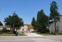 Villimpenta , tagliati i pini del viale delle scuole. In autunno ripiantumazione