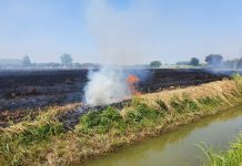 Incendio in un’azienda agricola, in fumo 24 ettari di grano