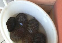 La polizia locale di Guidizzolo salva sei tartarughe d’acqua