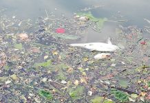 Nuova morìa di pesci: ora è allarme inquinamento