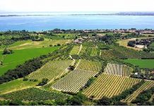 Vino, Coldiretti Mantova: 43 nuovi ettari destinati alla viticoltura