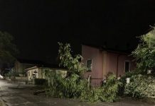Pioggia, grandine, vento e alberi caduti: paura e disagi ad Asola asol1