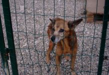 L’Ats in gara per la gestione del canile