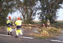 Maltempo nella Bassa: alberi caduti e capannoni scoperchiati