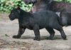 Grosso felino nero vaga tra Cizzolo e Cavallara: potrebbe essere una pantera