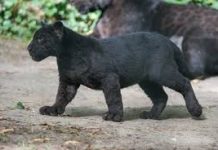 Grosso felino nero vaga tra Cizzolo e Cavallara: potrebbe essere una pantera