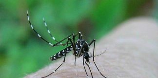 Allarme zanzare, confronto su controllo e prevenzione