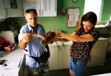 Salvato airone rosso: le gurardie ecologiche lo hanno recuperato in Valletta Paiolo