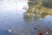 Canneto: moria di pesci nel Naviglio: il Comune deve intervenire