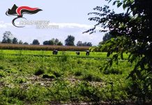 Imprenditore agricolo e “caporale”. Denunciato un bengalese