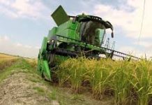 Riso, Coldiretti Mantova: conto alla rovescia per la raccolta, incognita effetti meteo