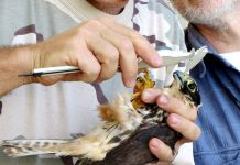 Sabato verranno liberati due esemplari di lodolaio