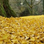 Parco del Mincio, nuovi piani di gestione delle Riserve e Siti Natu… Parco del Mincio, nuovi piani di gestione delle Riserve e Siti Natu…