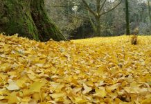 Ognissanti: lo spettacolo del foliage per l’ultimo giorno di apertura a Parco Bertone