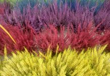 Fiori d’inverno: crisantemi, ciclamino, erica alla Valle dei Fiori