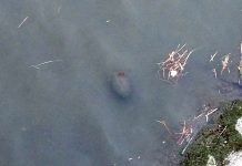 Due bombe affiorano dal canale: scatta l’allarme a San Giacomo