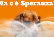 Sabato la Lav scende in piazza per gli animali