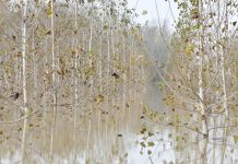 Ordinanza di sgombero nell’area golenale del Mincio