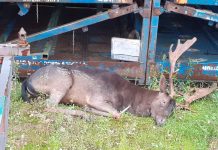 Daino si aggira all’Iveco: recuperato e salvato