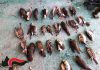 Bracconaggio: 130 persone denunciate