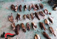 Bracconaggio: 130 persone denunciate