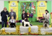 Eleganza e portamento: nuovo modo di vivere la cinofilia